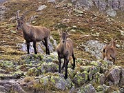 56 Al Passo di Mezzeno (2144 m) atteso incontro con famiglia di stambecchi